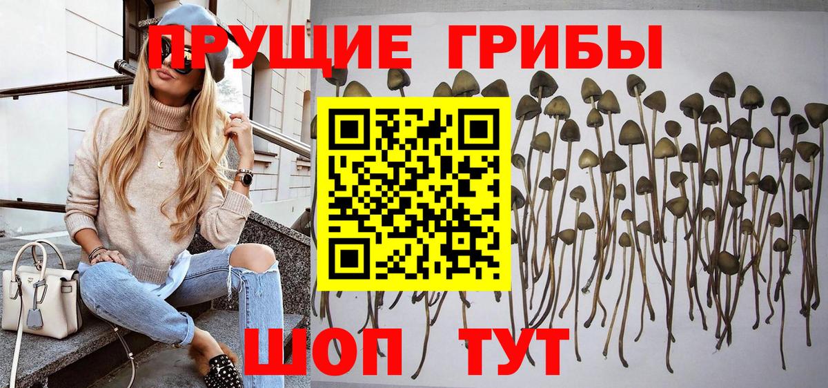 Выборг  Галлюциногенные грибы прущие грибы  Вход с VPN 